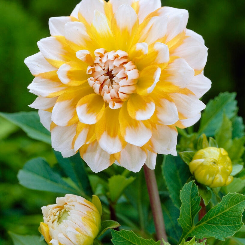 Dahlia Dekorativ Seattle 1-pakke